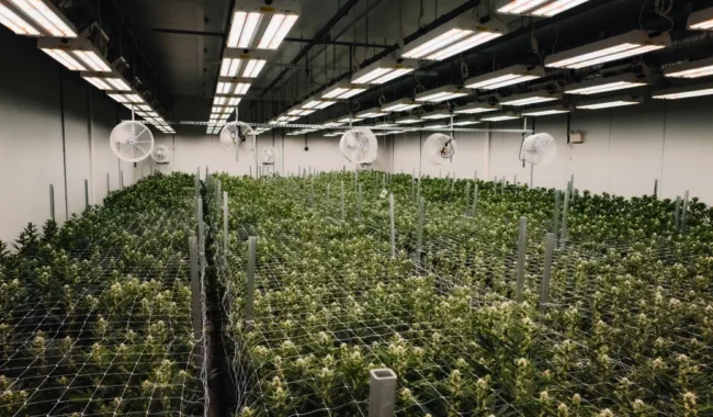 Concept of Shipping Containers Used in Hydroponic Farming - Four Sons Logistics
